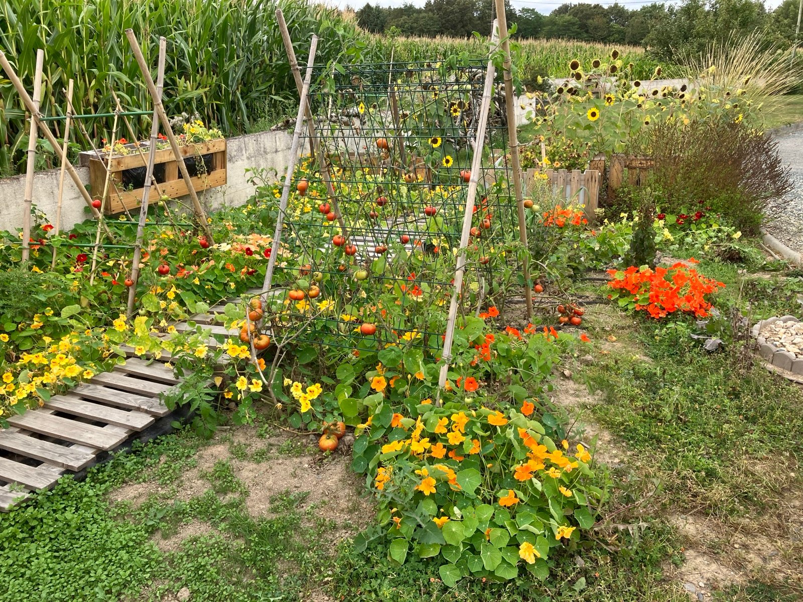 Le potager, source des légumes des repas maison