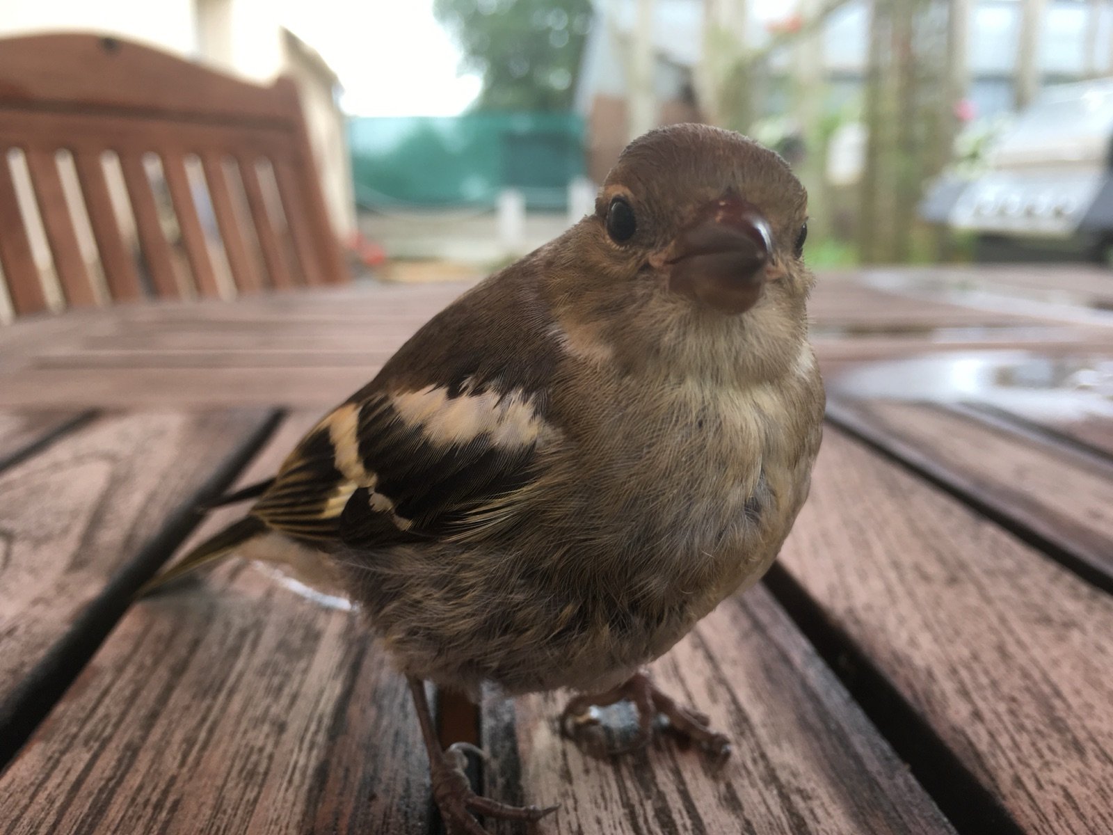 Le chant des oiseaux et la lumière du jardin